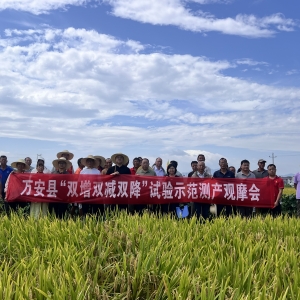 湘赣边农业协同创新结硕果 万安富硒水稻新技术增产近一成